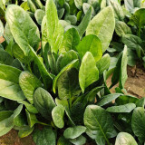 Japanese Large-Leaf Spinach Seeds - High-Yield, Disease Resistant, for Spring & Autumn Planting