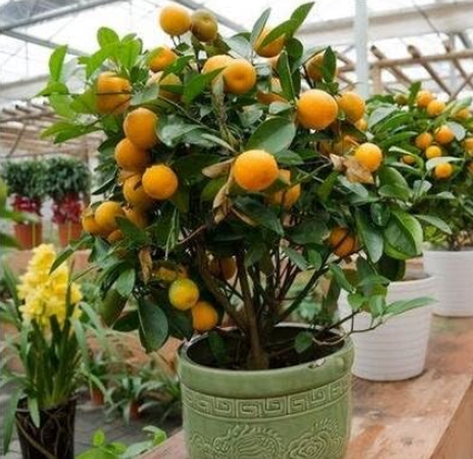 Balcony Patio Potted Fruit Tree Seeds Kumquat Orange Tangerine Citrus YR - (Color: 2)