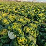 Yellow-Heart Wuta Cai Seeds - Cold-Hardy, High Yield, Sweet Flavor Greens