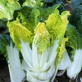 Yellow-Heart Wuta Cai Seeds - Cold-Hardy, High Yield, Sweet Flavor Greens
