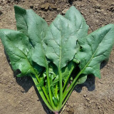 Japanese Large-Leaf Spinach Seeds - High-Yield, Disease Resistant, for Spring & Autumn Planting