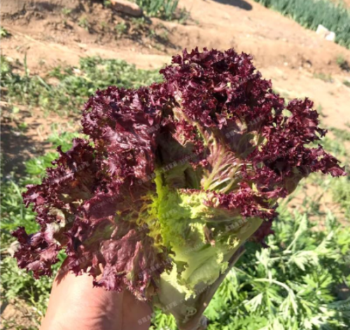 Purple Lettuce Seed High Nutrition and Health Freshly Green Salad Very Easy Grow