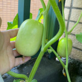 Jade Maiden Cucumber Seeds - High-Yield, Disease-Resistant, Ideal for Fresh Eating