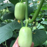 Jade Maiden Cucumber Seeds - High-Yield, Disease-Resistant, Ideal for Fresh Eating