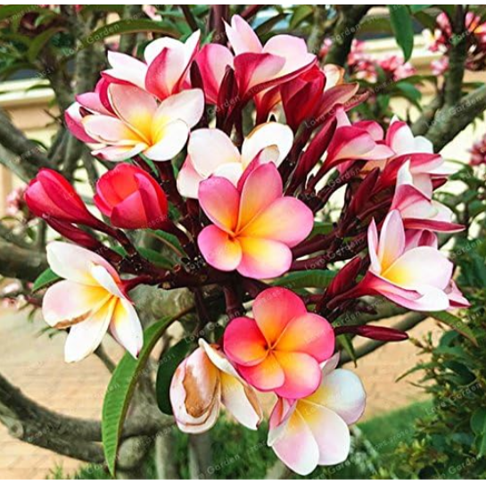 Garden Frangipani Mixed Color Plumeria Rubra Flower Seeds