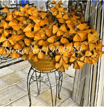 Oxalis Seeds Rotary Oxalis Versicolor for Home & Garden (Color: 5)