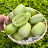 Jade Maiden Cucumber Seeds - High-Yield, Disease-Resistant, Ideal for Fresh Eating