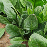 Japanese Large-Leaf Spinach Seeds - High-Yield, Disease Resistant, for Spring & Autumn Planting