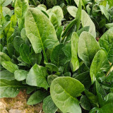 Japanese Large-Leaf Spinach Seeds - High-Yield, Disease Resistant, for Spring & Autumn Planting