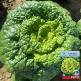Yellow-Heart Wuta Cai Seeds - Cold-Hardy, High Yield, Sweet Flavor Greens