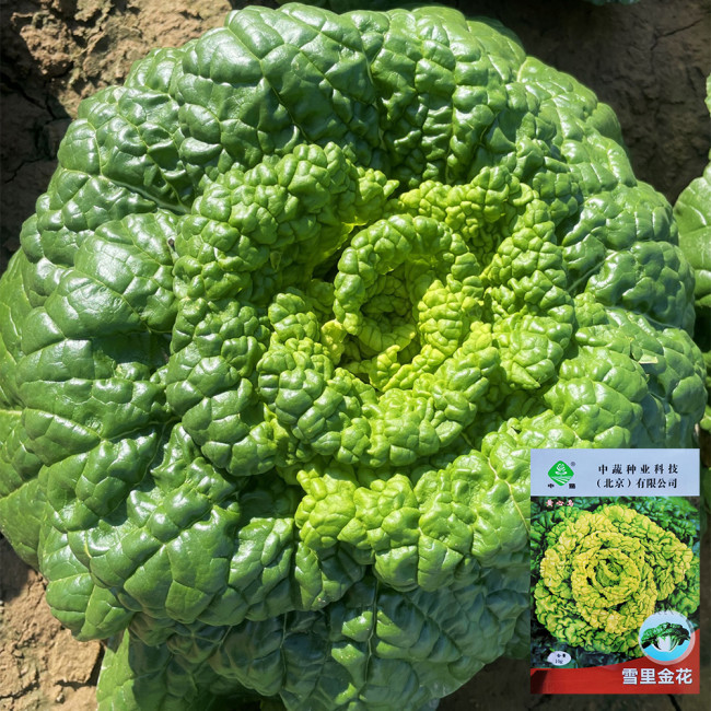 Yellow-Heart Wuta Cai Seeds - Cold-Hardy, High Yield, Sweet Flavor Greens