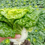 Yellow-Heart Wuta Cai Seeds - Cold-Hardy, High Yield, Sweet Flavor Greens