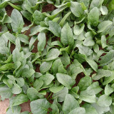 Japanese Large-Leaf Spinach Seeds - High-Yield, Disease Resistant, for Spring & Autumn Planting
