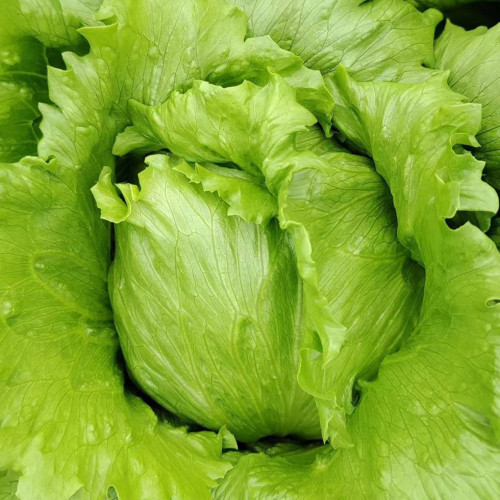 Green Ball Lettuce Seeds - Ideal for Home Garden and Commercial Farming