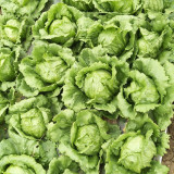 Green Ball Lettuce Seeds - Ideal for Home Garden and Commercial Farming