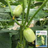 Jade Maiden Cucumber Seeds - High-Yield, Disease-Resistant, Ideal for Fresh Eating