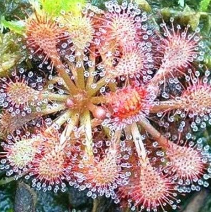 Carnivorous Plants Potted Flycatcher Seeds (Color: 18)
