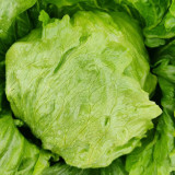 Green Ball Lettuce Seeds - Ideal for Home Garden and Commercial Farming