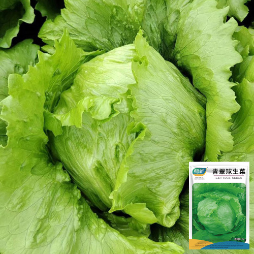 Green Ball Lettuce Seeds - Ideal for Home Garden and Commercial Farming