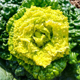 Yellow-Heart Wuta Cai Seeds - Cold-Hardy, High Yield, Sweet Flavor Greens