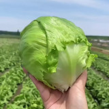 Green Ball Lettuce Seeds - Ideal for Home Garden and Commercial Farming