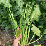 Japanese Large-Leaf Spinach Seeds - High-Yield, Disease Resistant, for Spring & Autumn Planting