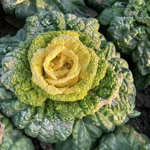 Yellow-Heart Wuta Cai Seeds - Cold-Hardy, High Yield, Sweet Flavor Greens