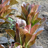 Purple Roman Lettuce Seeds - Fast-Growing, Nutrient-Rich, Easy to Grow, For Salads & Soups
