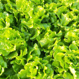 Italian Slow-Bolt Lettuce Seeds - High-Yielding, Adaptable, Premium Variety