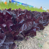 Purple Romaine Lettuce Seeds - Fast-Growing, Ornamental, Rich in Anthocyanins, Crisp for Salads