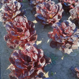 Purple Romaine Lettuce Seeds - Fast-Growing, Ornamental, Rich in Anthocyanins, Crisp for Salads