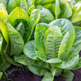 Green Peacock Lettuce Seeds - Fast-Growing, Disease-Resistant, Low Fiber, Nutrient Rich, For Pots & Balconies