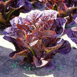Purple Roman Lettuce Seeds - Fast-Growing, Nutrient-Rich, Easy to Grow, For Salads & Soups
