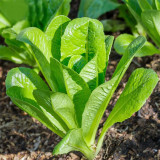 Green Peacock Lettuce Seeds - Fast-Growing, Disease-Resistant, Low Fiber, Nutrient Rich, For Pots & Balconies
