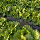 Caesar Crisphead Lettuce Seeds - High Yields & Strong Disease Resistance, Engineered for Professional Growers