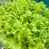 Big Speed Lettuce Seeds - Nutritious, Easy to Grow, Ideal for Market Growers and Home Gardeners