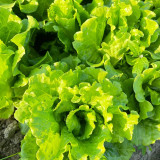 Italian Slow-Bolt Lettuce Seeds - High-Yielding, Adaptable, Premium Variety