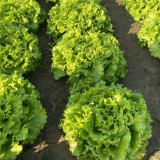 Big Speed Lettuce Seeds - Nutritious, Easy to Grow, Ideal for Market Growers and Home Gardeners