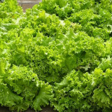 Big Speed Lettuce Seeds - Nutritious, Easy to Grow, Ideal for Market Growers and Home Gardeners