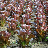 Purple Roman Lettuce Seeds - Fast-Growing, Nutrient-Rich, Easy to Grow, For Salads & Soups