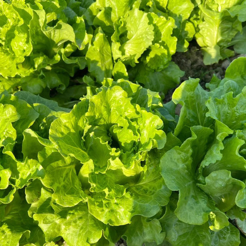 Italian Slow-Bolt Lettuce Seeds - High-Yielding, Adaptable, Premium Variety