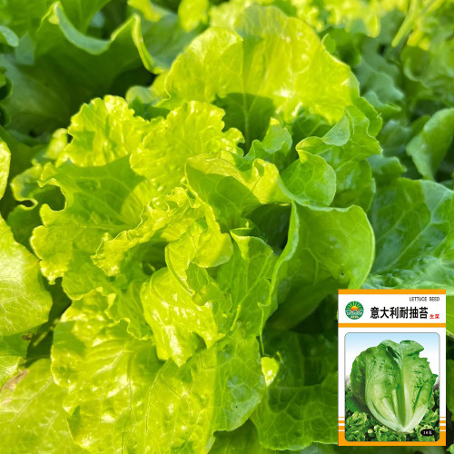 Italian Slow-Bolt Lettuce Seeds - High-Yielding, Adaptable, Premium Variety