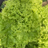 Big Speed Lettuce Seeds - Nutritious, Easy to Grow, Ideal for Market Growers and Home Gardeners