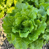 Italian Slow-Bolt Lettuce Seeds - High-Yielding, Adaptable, Premium Variety