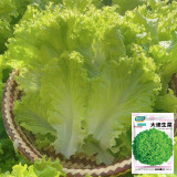 Big Speed Lettuce Seeds - Nutritious, Easy to Grow, Ideal for Market Growers and Home Gardeners