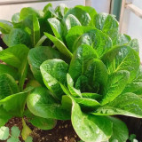 Green Peacock Lettuce Seeds - Fast-Growing, Disease-Resistant, Low Fiber, Nutrient Rich, For Pots & Balconies