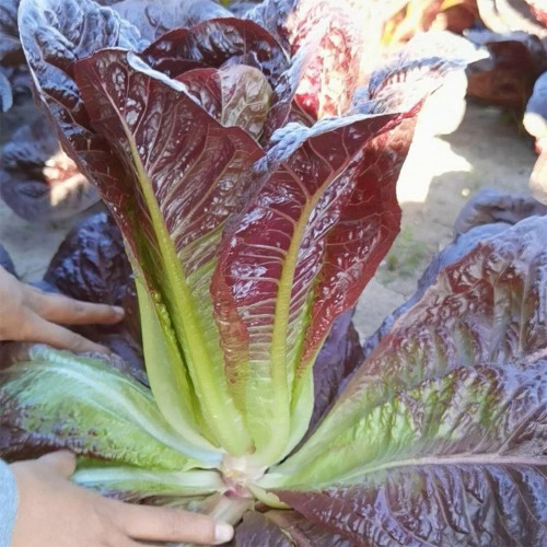 Purple Romaine Lettuce Seeds - Fast-Growing, Ornamental, Rich in Anthocyanins, Crisp for Salads