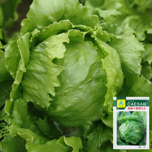 Caesar Crisphead Lettuce Seeds - High Yields & Strong Disease Resistance, Engineered for Professional Growers