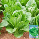 Green Peacock Lettuce Seeds - Fast-Growing, Disease-Resistant, Low Fiber, Nutrient Rich, For Pots & Balconies