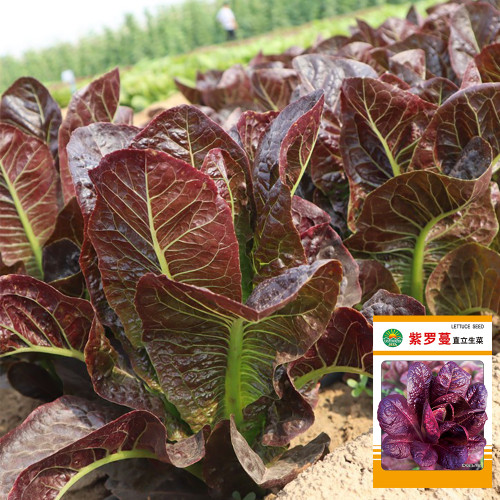 Purple Roman Lettuce Seeds - Fast-Growing, Nutrient-Rich, Easy to Grow, For Salads & Soups